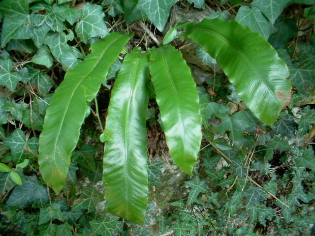 Asplenium scolopendrium / Lingua cervina